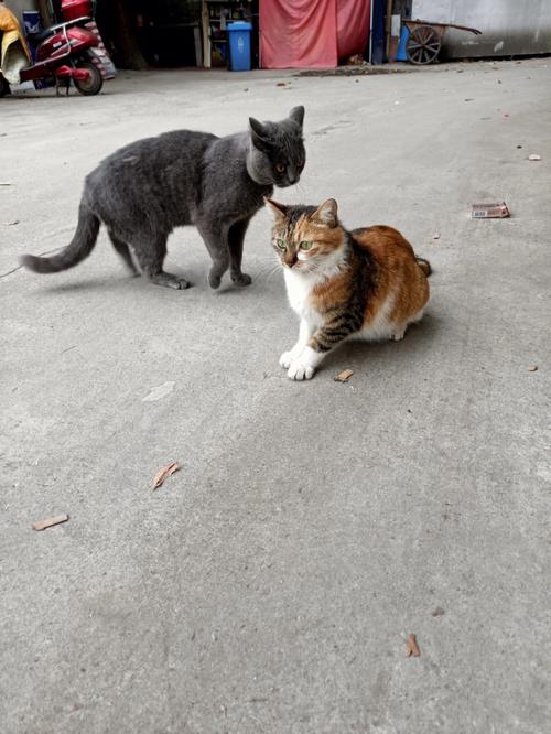 为什么同窝的公猫会打架？（家养猫猫打架）