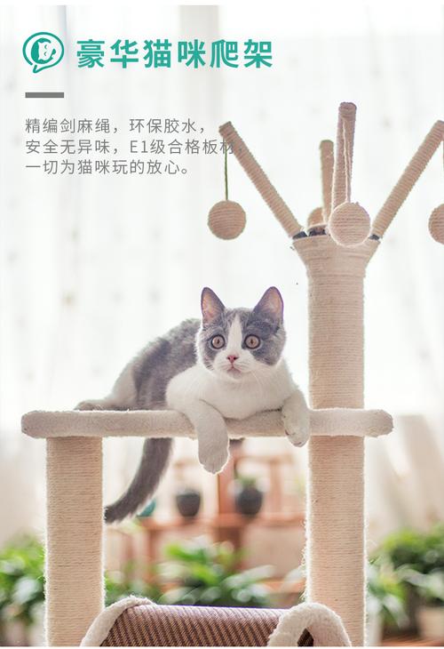 养猫用品推荐？（养猫的树用品）