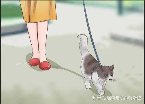 怎么遛猫不会跑掉？（养猫不遛猫）