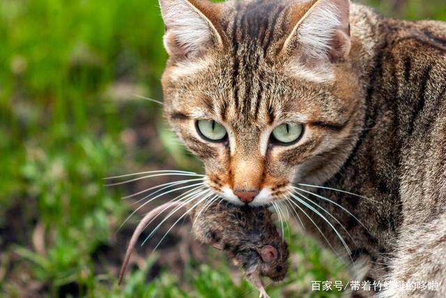 家用最简单捕鼠方法？（想养猫嫌麻烦）