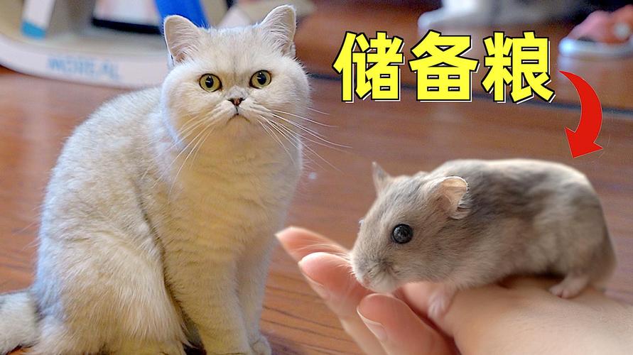 家里又养了猫又养了仓鼠怎么办？（养猫和属龙）