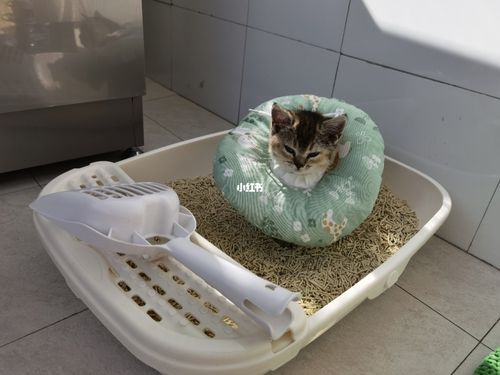 猫放门口养好吗（养猫的方水）