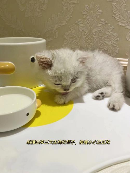 半个月大的猫咪怎么人工喂养？（教学养猫咪）