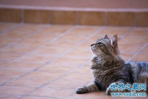 室外养猫的正确方法？（其实养猫也可以）