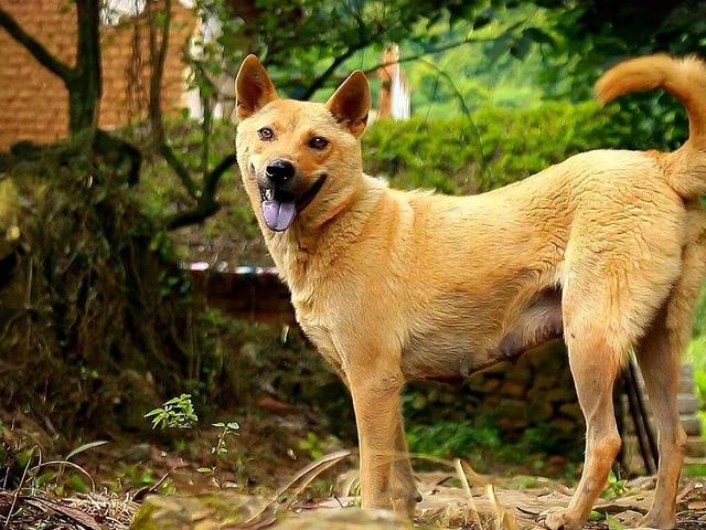 养多少田园犬比较好？（养狗田园犬）