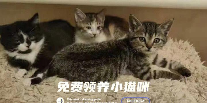 成年猫好养吗？（猫咖收养猫）