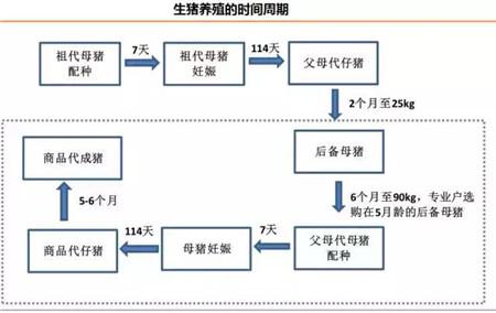 牧原养猪流程？（生猪运输半径）