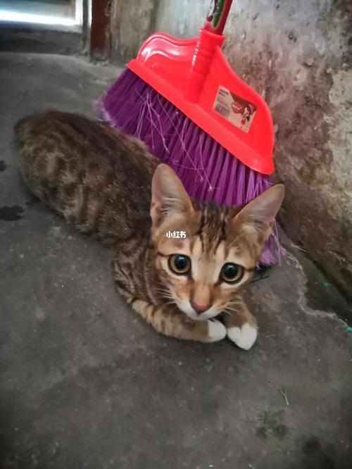 为什么送的猫不能要，一定要买？（买和领养猫）