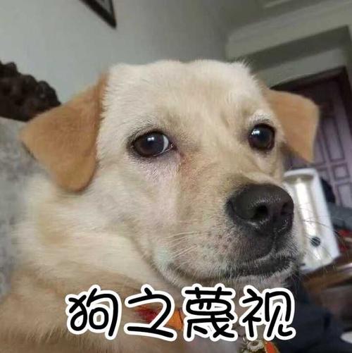 你养了狗吗啥意思？（养过狗么）