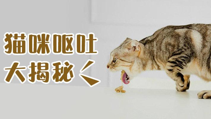 猫咪呕吐怎么办？（养猫一吐）