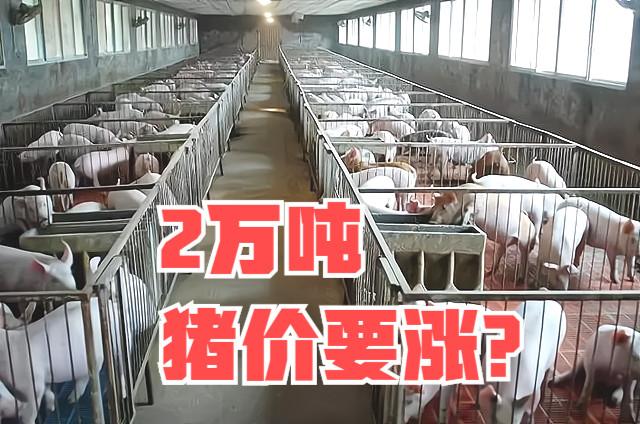 2021年几月收购储备猪肉？（生猪开始收购）