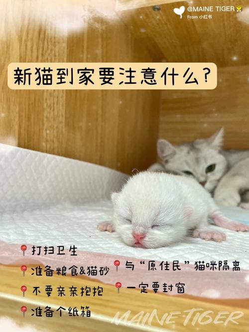 家里怎么养猫？（触控条养猫）