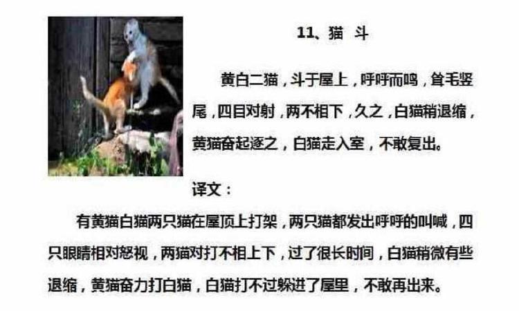 猫犬文言文译文？（养猫 文言文）