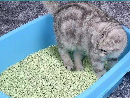 养猫多久换一次床单？（养猫换猫砂）