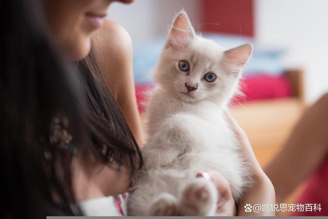 为什么长时间养猫不容易怀孕？（养猫头不怀孕）