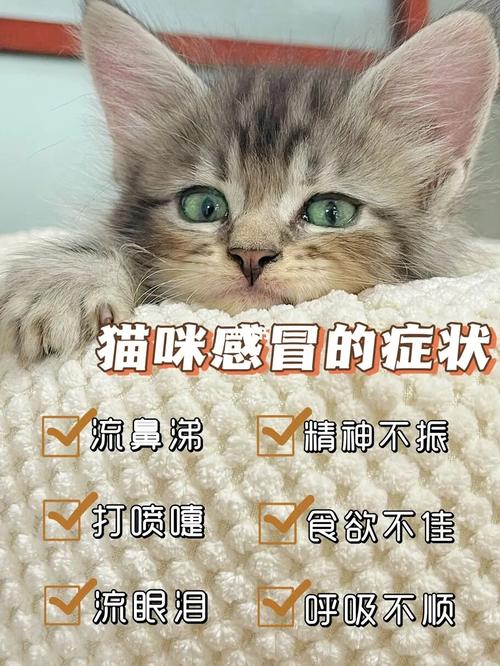 二个月小猫咳嗽打喷嚏流鼻涕一个星期了怎么回事？（流感能养猫吗）