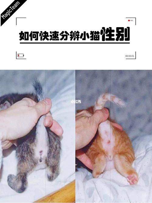 小猫咪养公的还是母的？（女生养猫性别）