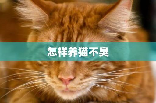 养猫气味难闻怎么去除？（养猫好臭呀）