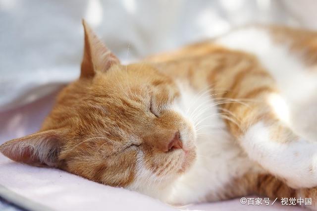 我养到猫咪老做梦怎么办，常梦中惊醒，而且还说梦话？（梦里养猫咪h）