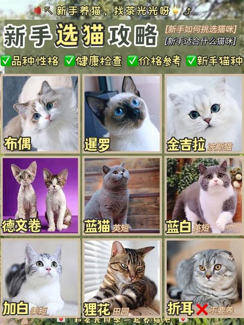 初养猫养什么品种好？（初养者养猫）