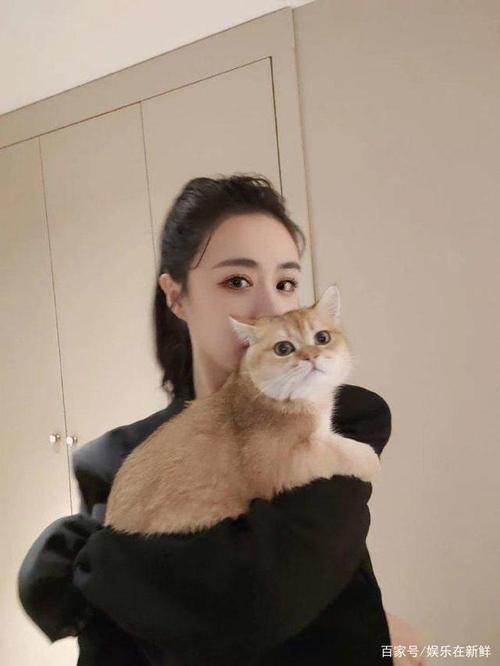 薇娅的猫是什么品种？（叮当领养猫咪）