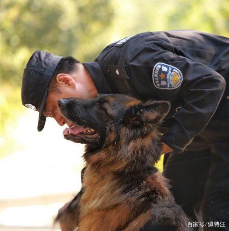 退役的警犬可以领养么？（南昌狗认养）