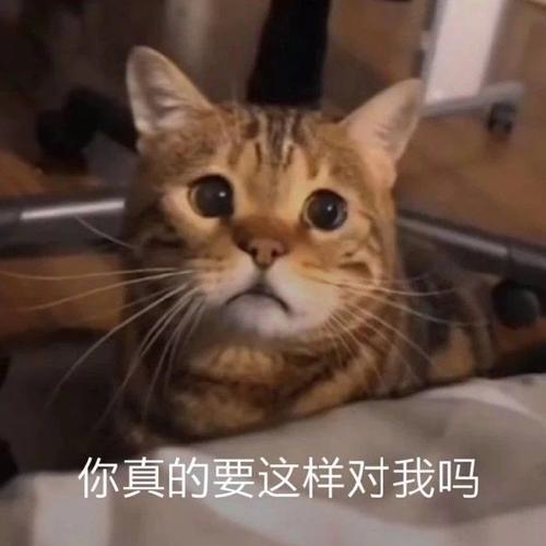 为什么我的猫咪平时对我好冷淡，乘我不在的时候又疯狂的拿脸蹭我穿过的衣服，钻我睡过的杯子？（人家养猫咪）