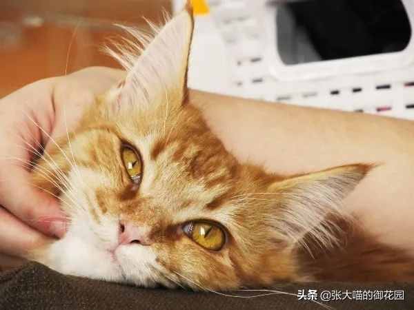 猫咪在身边蹭你还叫是怎么回事？（养猫跟猫说话）