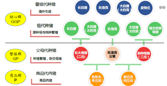 种猪引种步骤？（本地生猪育种）