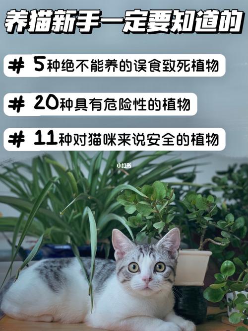 养猫可以养乒乓菊吗？（养猫不能养花猫）