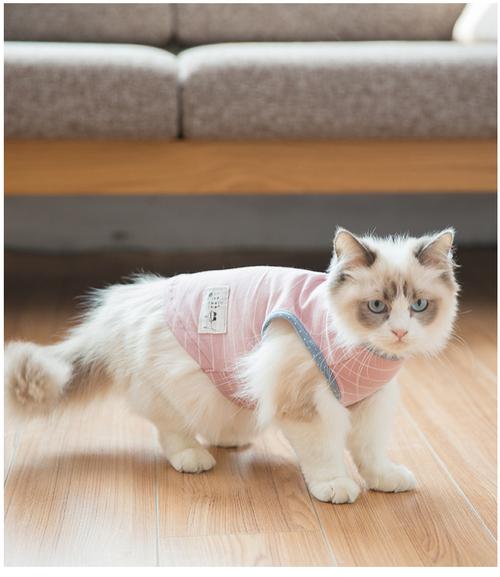 什么衣服不沾猫毛？（养猫穿的衣服）