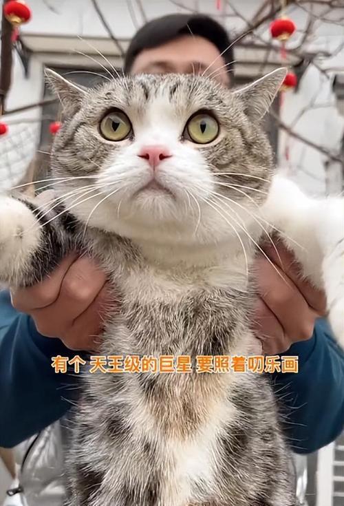 抖音十大网红猫，第一简直成精了？（抖音里养猫）