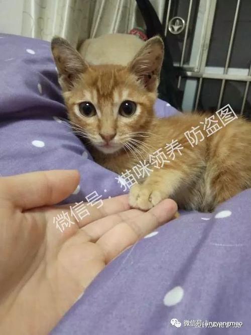 东营猫咪领养中心（颌养猫星人）