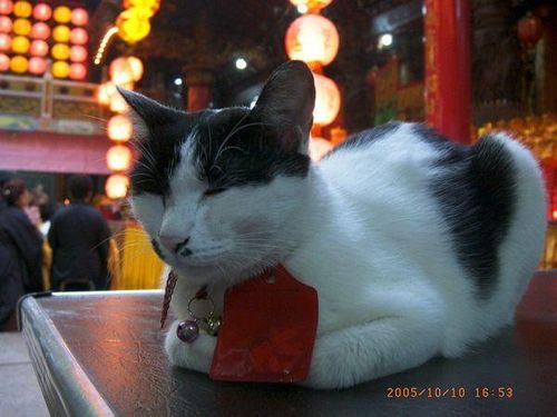 猫的历史？（寺院能养猫吗）