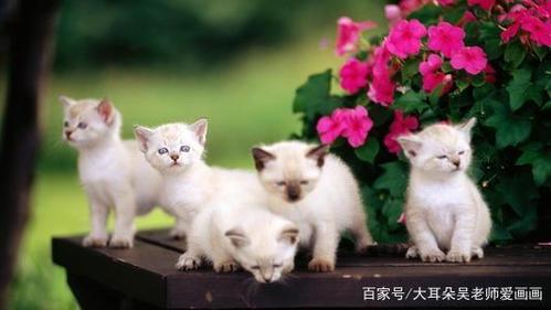 楼上喂宠物猫有坏处吗？（五只养猫化）