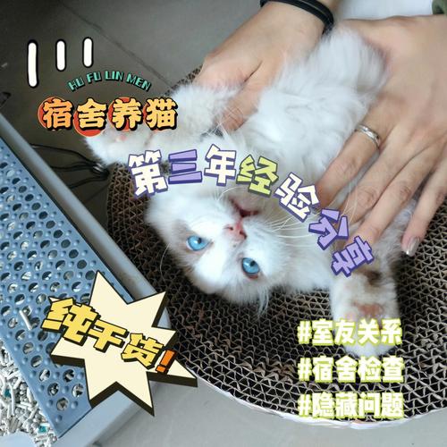 宿舍养猫会受什么处分？（口头上养猫）