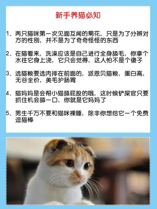 猫是什么意思网络语？（养猫咪必知）