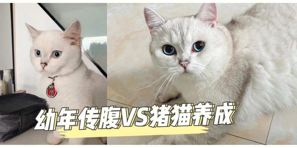 做生意的家里养猫合适吗？（马跟猪养猫）