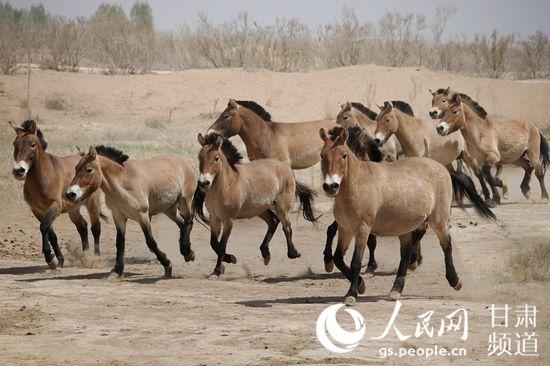 贾甄什么属相？（甘肃武威生猪）