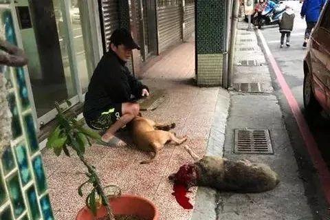 在路上有人骂我家的狗，死狗，打死你，我要怎么反驳她？（报复邻居养狗）