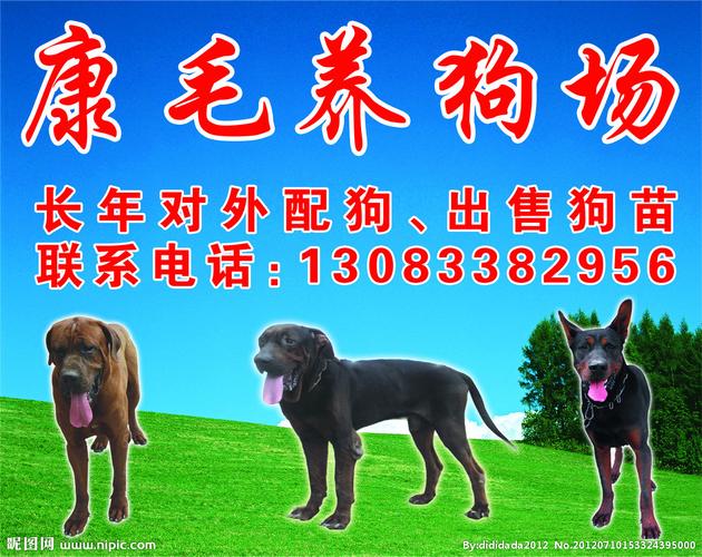 开个撸狗店，店内狗狗是要办犬证吗？（养狗场证书）