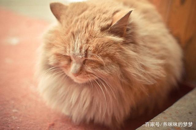 听说猫可以治鼻炎，是真的么？（养猫太治愈了）