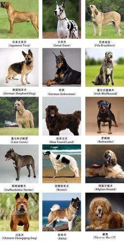 为什么普通人不能养大型犬？（大型狗禁养）