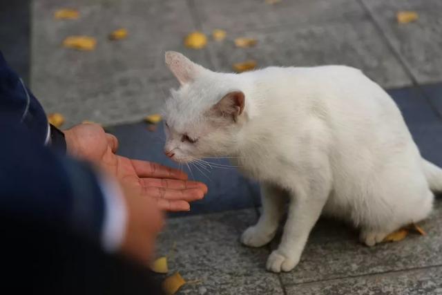 猫丢了应该怎么找回来？（猫咪丢了养狗）