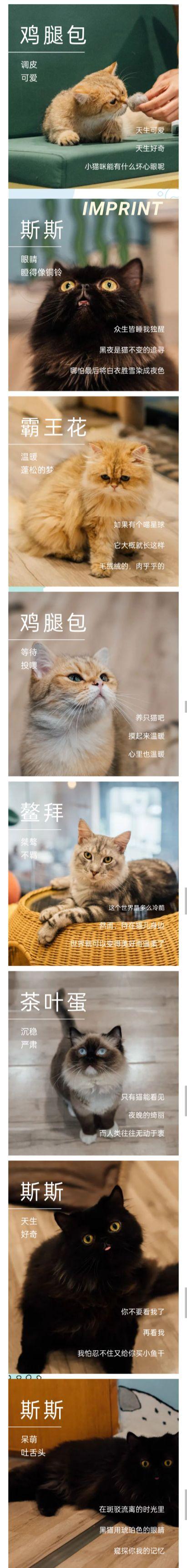 一人两猫文案？（养猫能疗愈）