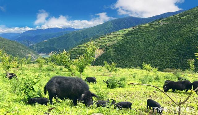 甘肃岷县,甘南卓尼等地山里放养的蕨麻猪,样子和西藏的藏香猪很像,有什么区别？（甘肃生猪名单）