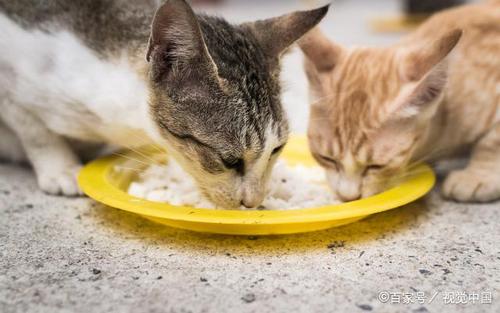 野猫可以吃剩饭剩菜吗？（领养猫送盐）