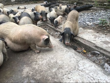 马来西亚有养猪的吗？（生猪进口 越南）