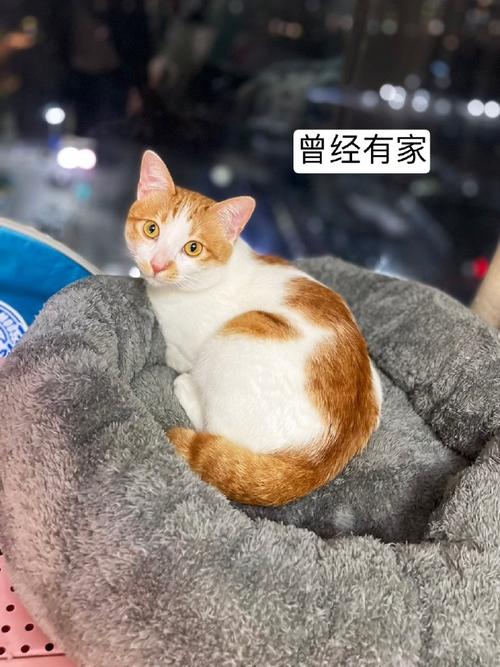 猫咪养户啥意思？（养猫咪什么梗）