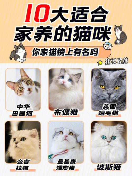 好养的猫品种排行榜？（家养猫养哪些）